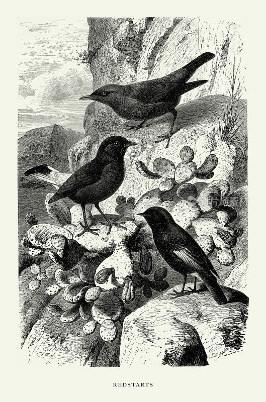 美国古董雕刻，Redstarts, Bird: Natural History, 1885